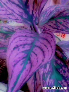 ��� �����.