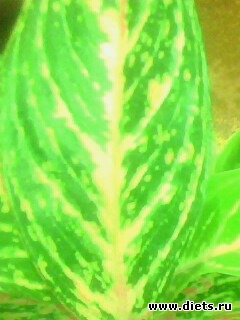 ��� �����.