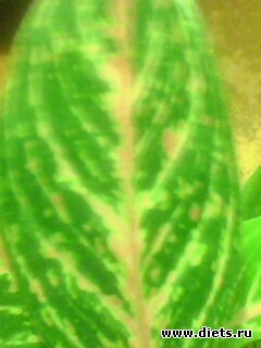 ��� �����.