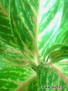 ��� �����.