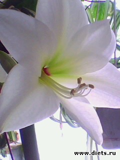 ��� �����.