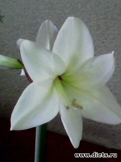 ��� �����.