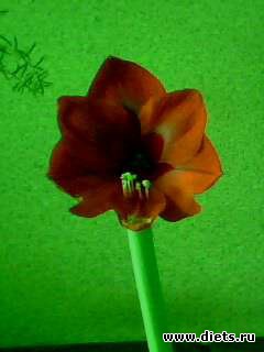 ��� �����.