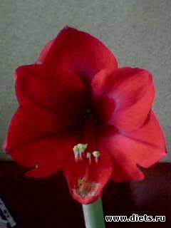 ��� �����.