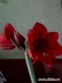 ��� �����.