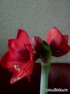 ��� �����.