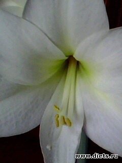 ��� �����.