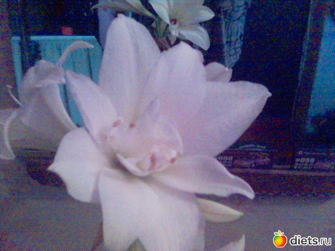 21 ����: ��� �����.