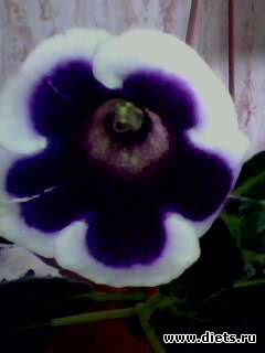 ��� �����.