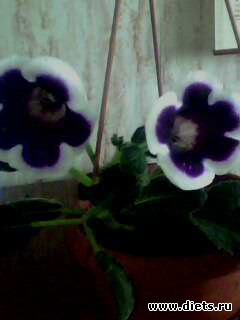 ��� �����.