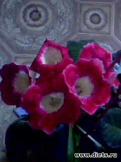 ������� ���������