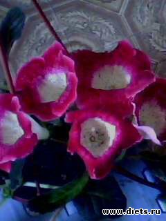 ��� �����.