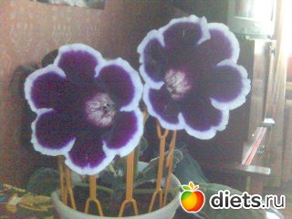 ��� �����.