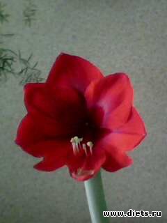 ��� �����.