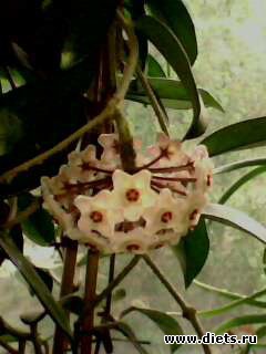 ����� ����.