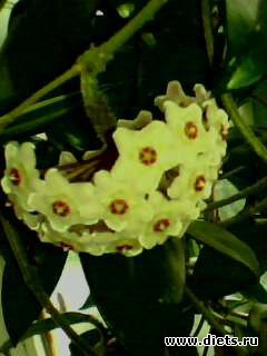 ��� �����.