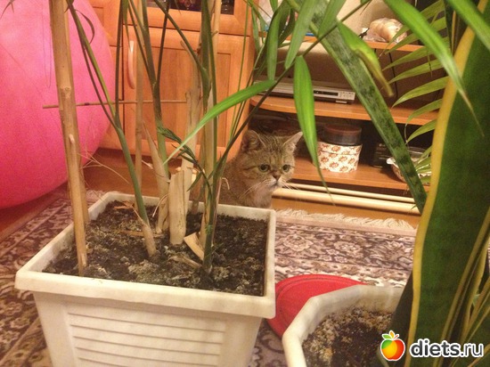 10 ����: �������� ���� - ����