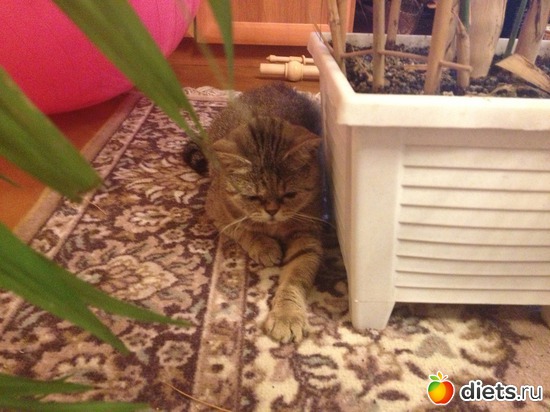 12 ����: �������� ���� - ����