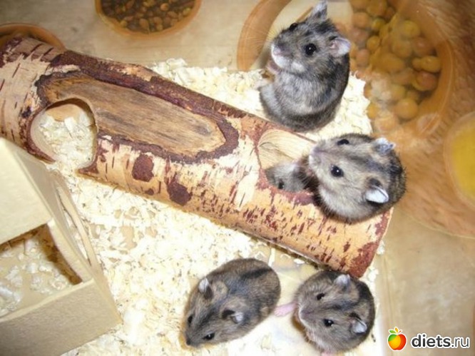 1 ����: ��� �����