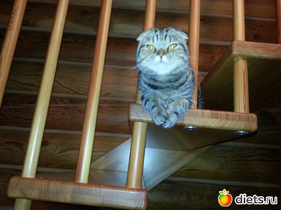 15 фото: мои коты