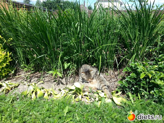 17 фото: мои коты