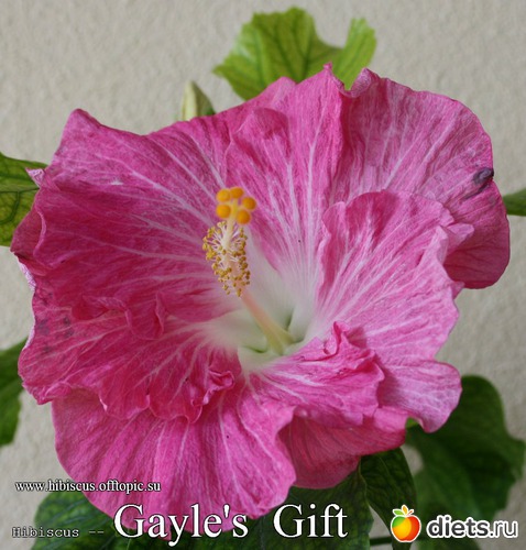 076 - Gayle's Gift, : My Gibiskus Gallery - 2O13