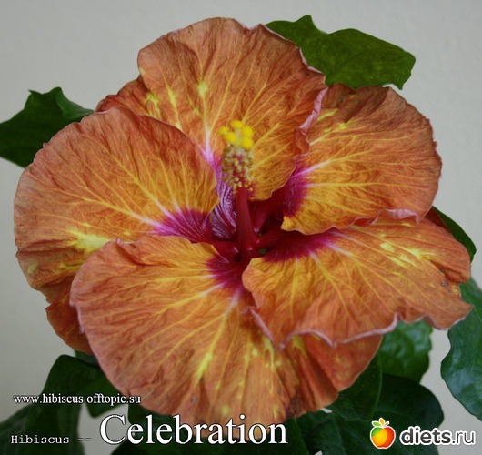 077 - Celebration, альбом: My Gibiskus Gallery - 2O13