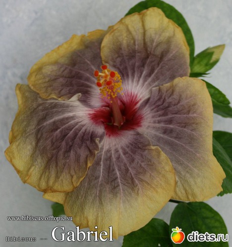 078 - Gabriel, : My Gibiskus Gallery - 2O13