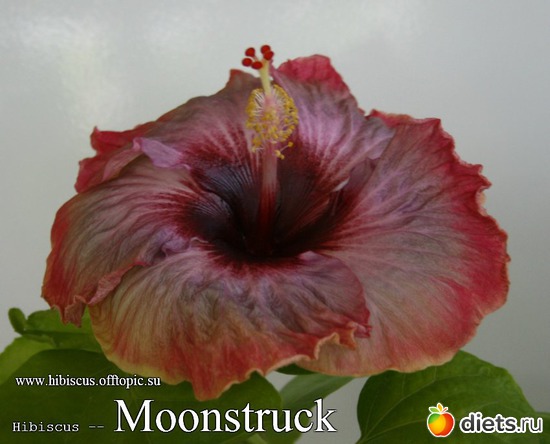 079 - Moonstruck, : My Gibiskus Gallery - 2O13