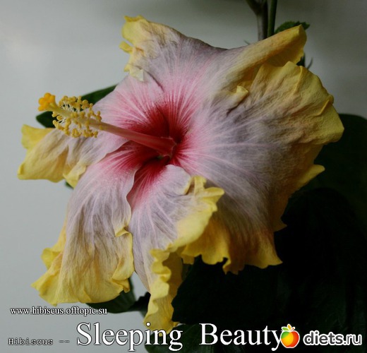 080 - Sleeping Beauty, : My Gibiskus Gallery - 2O13