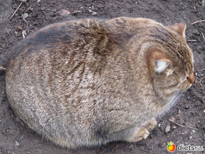 2 фото: Разное