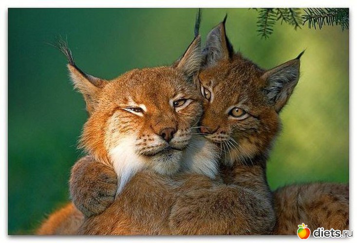 1 ����: ��������, �������.