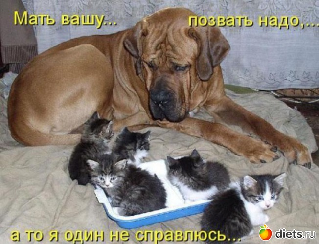 3 ����: ��������, �������.