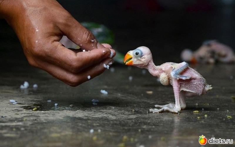 5 ����: ��������, �������.