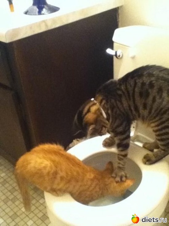 6 ����: ��������, �������.