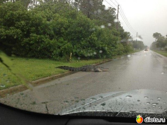 8 ����: ��������, �������.