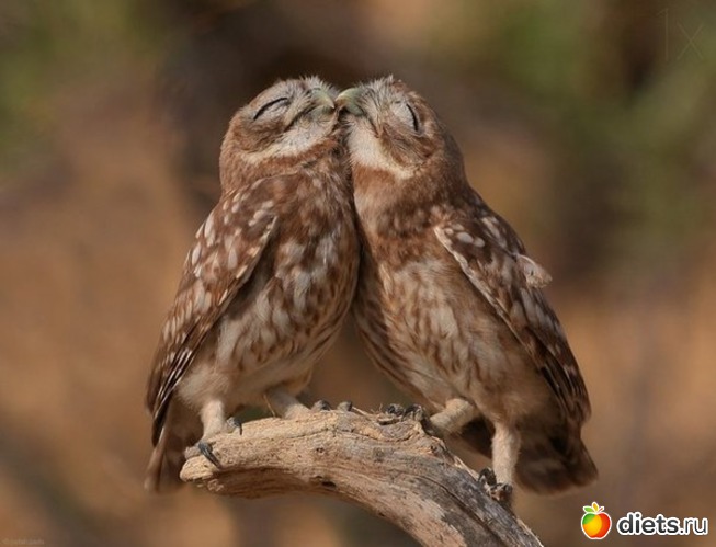 9 ����: ��������, �������.