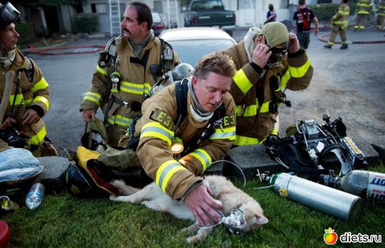 11 ����: ��������, �������.