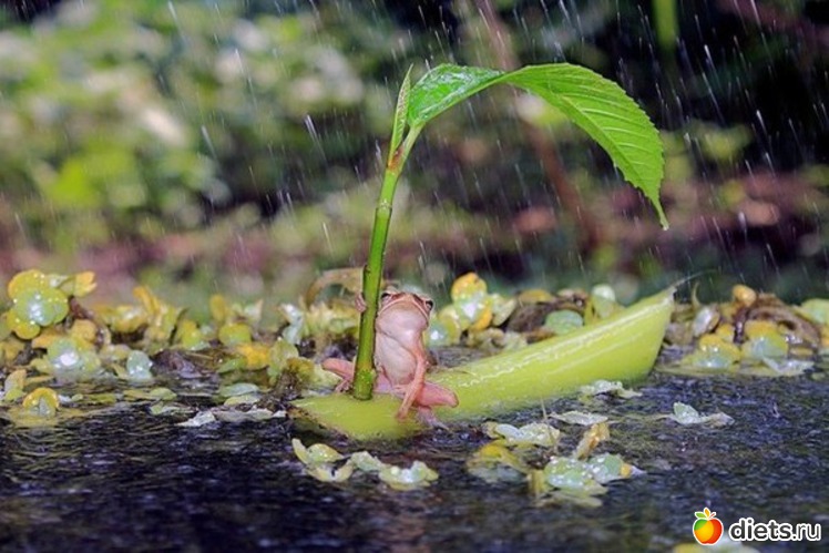 12 ����: ��������, �������.