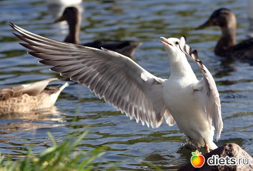 ��������, �������.