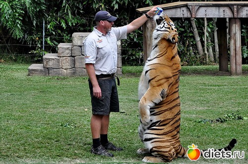 ��������, �������.