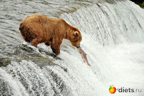 ��������, �������.