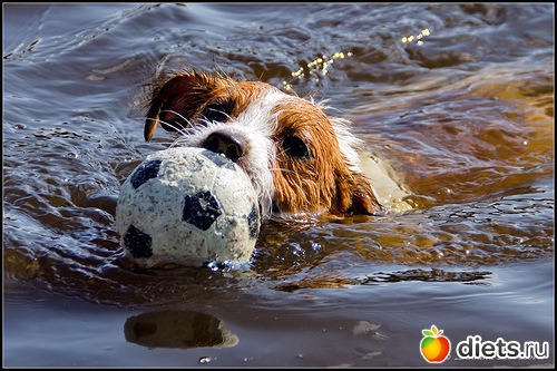 ��������, �������.