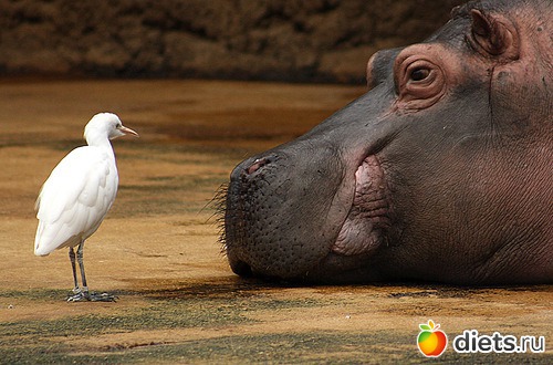 ��������, �������.