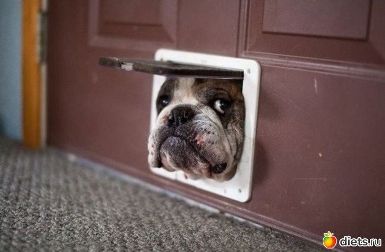 33 ����: ��������, �������.