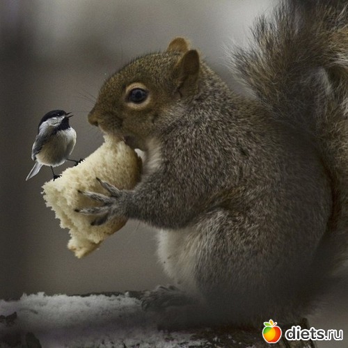 34 ����: ��������, �������.