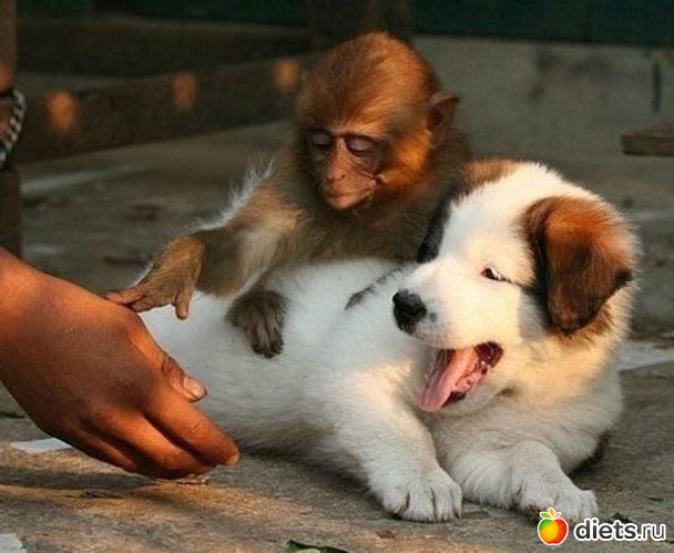 35 ����: ��������, �������.