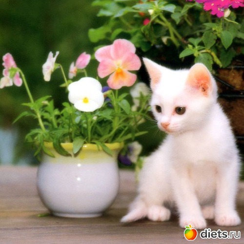 36 ����: ��������, �������.