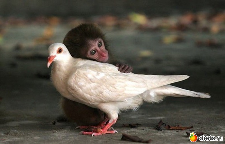 39 ����: ��������, �������.