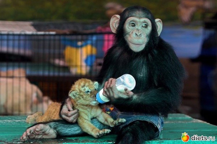 40 ����: ��������, �������.